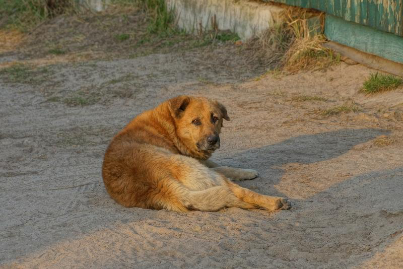 Dog Survives 8 Days in Shipping Container – No Food or Water ...