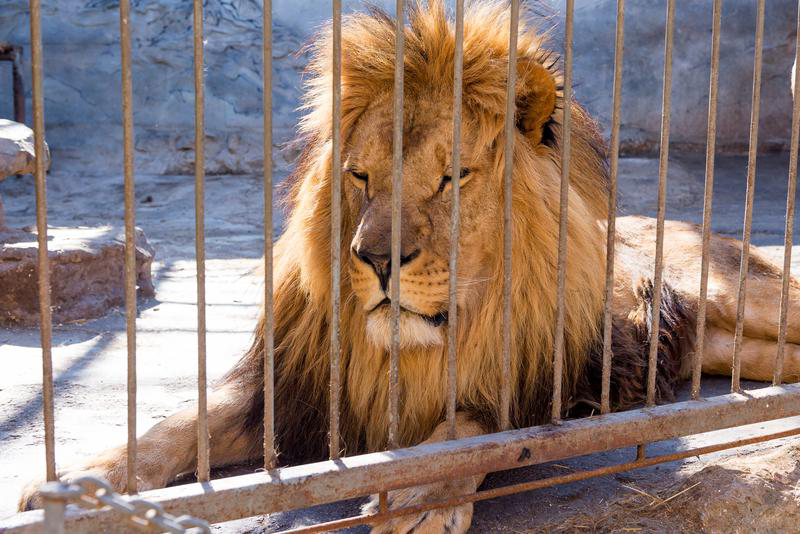 Man Mauled by Lion at Zoo | internewsgroup