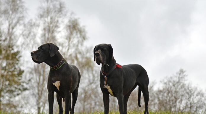 Mother Mauled to Death by Pack of Dogs | internewsgroup