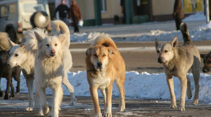 Woman Mauled to Death By Pack Of Dogs | internewsgroup