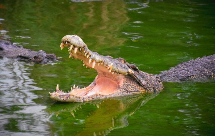 crocodile, alligator, reptile, open mouth, teeth, water, wildlife, dangerous animal