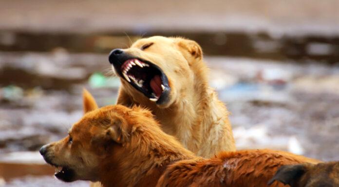 Woman Mauled to Death by Pack of Dogs | internewsgroup
