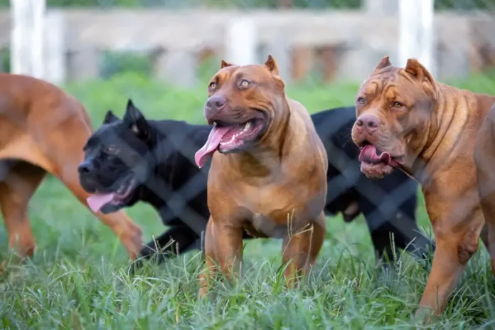 Pit Bull Dogs Standing