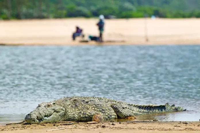Crocodile on Riverbank Beach